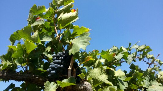 Northeast vineyard grapes