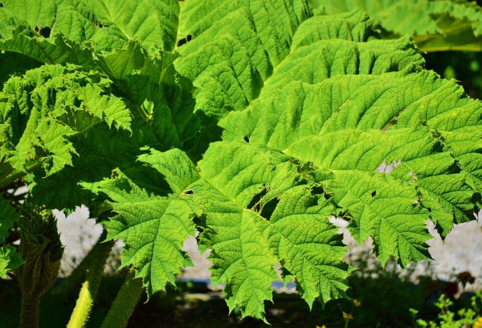 Plant green leaf leaf veins