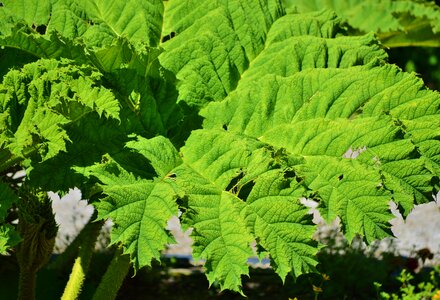 Plant green leaf leaf veins photo