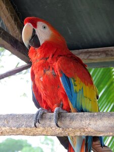 Tropical bird exotic bird red photo