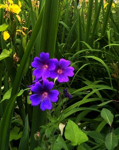 Plant floral flower
