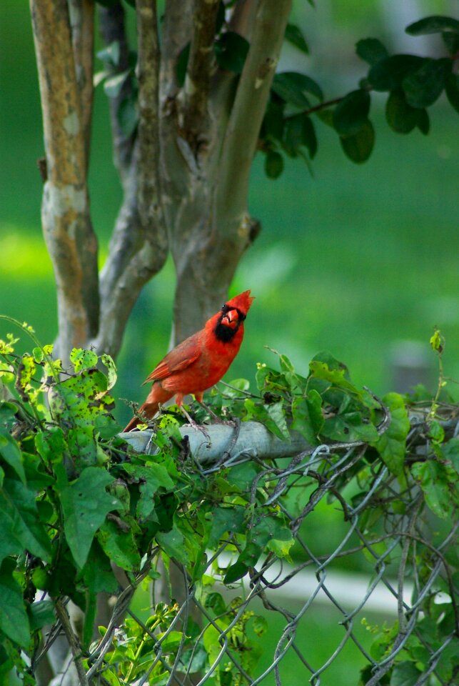 Colorful natural songbird