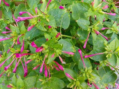 Green blooming bush photo