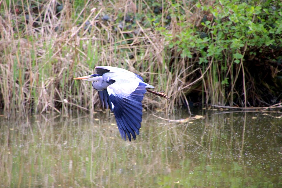 Flight nature grass