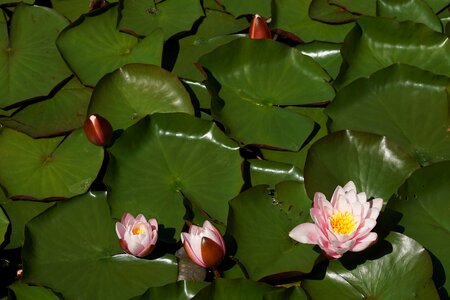 Aquatic plant water pink photo