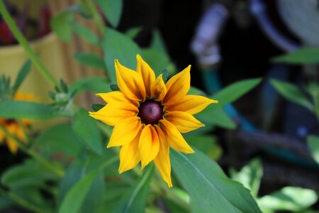 Yellow plant inflorescence