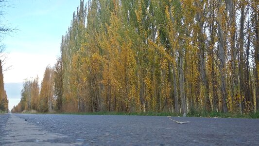 Alamos trees autumn photo