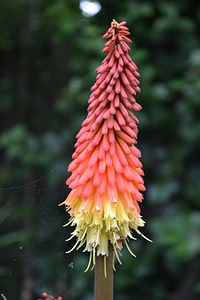 Flower torch lily tritoma