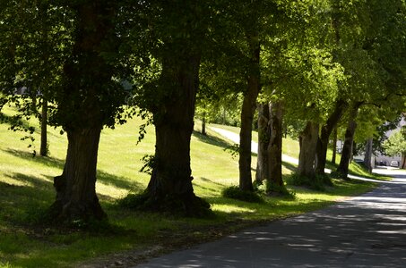 Away nature trees