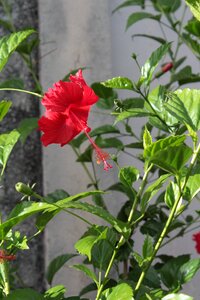 Hibiscus red flower photo