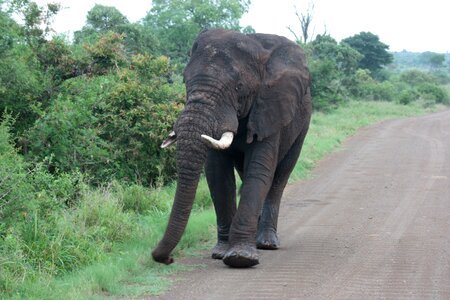 Kruger national park south africa