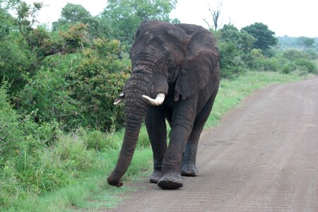 Kruger national park south africa photo