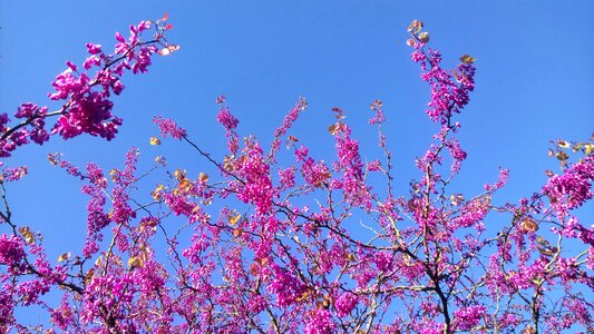 Flower tree purple flowers