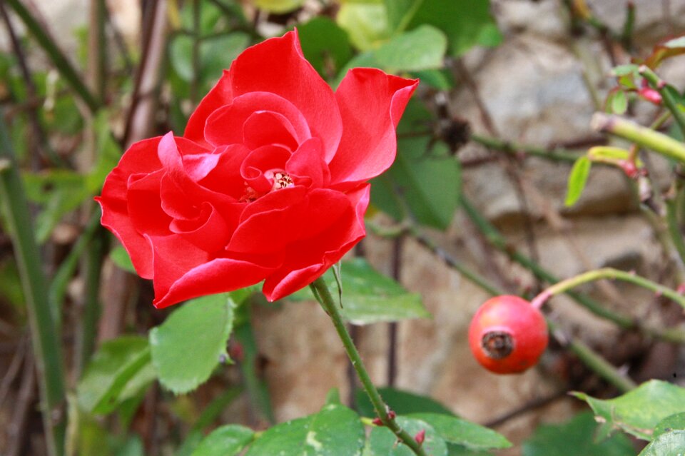 Rose red flower