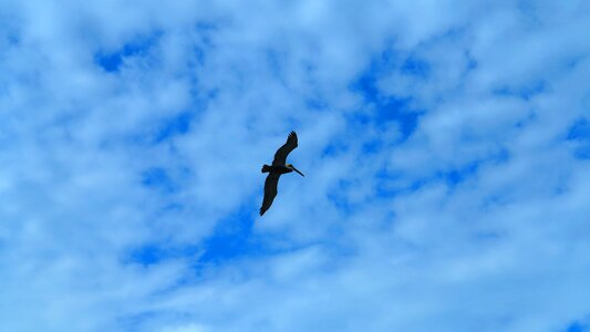 Freedom nature the flight of a bird photo