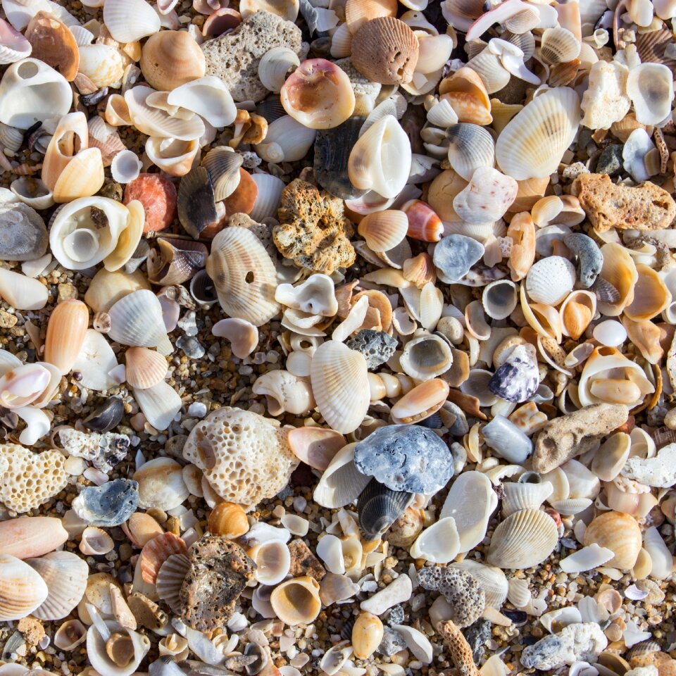 Sea mussel shells decoration
