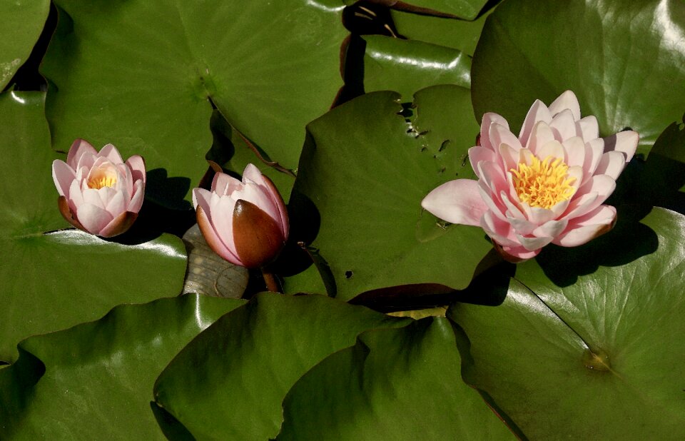 Aquatic plant water pink photo