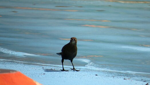 Nature colombia bird
