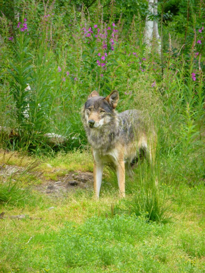 Hunter kjøttspiser grass