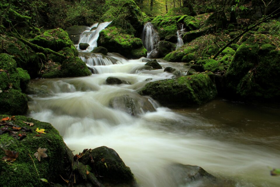 Nature green moss