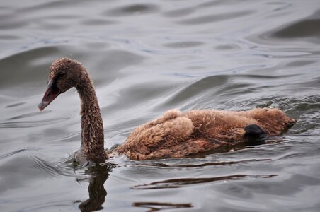Water nature bird
