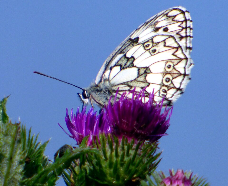 Nature flowers insect