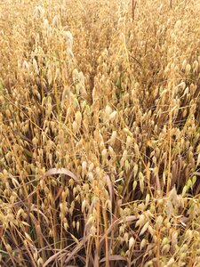 Agriculture wheat arable farming photo
