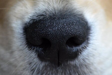 Nose snout macro photo