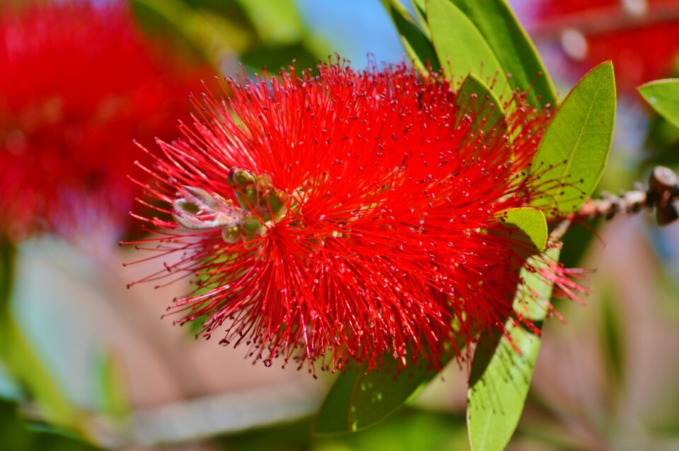 Flower plant red