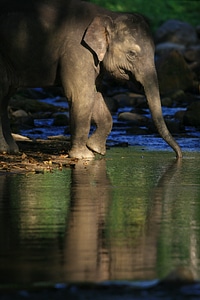 Wildlife animal ear