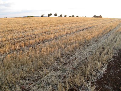 Harvest countryside sown photo