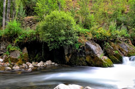 Green open air natur photo