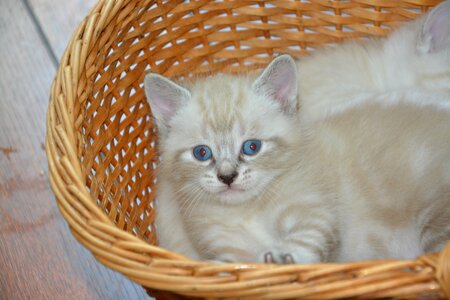 Pet domestic animal blue eyes photo