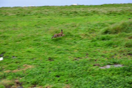 Hopping animal cute photo