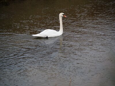 Water nature schwimmvogel photo