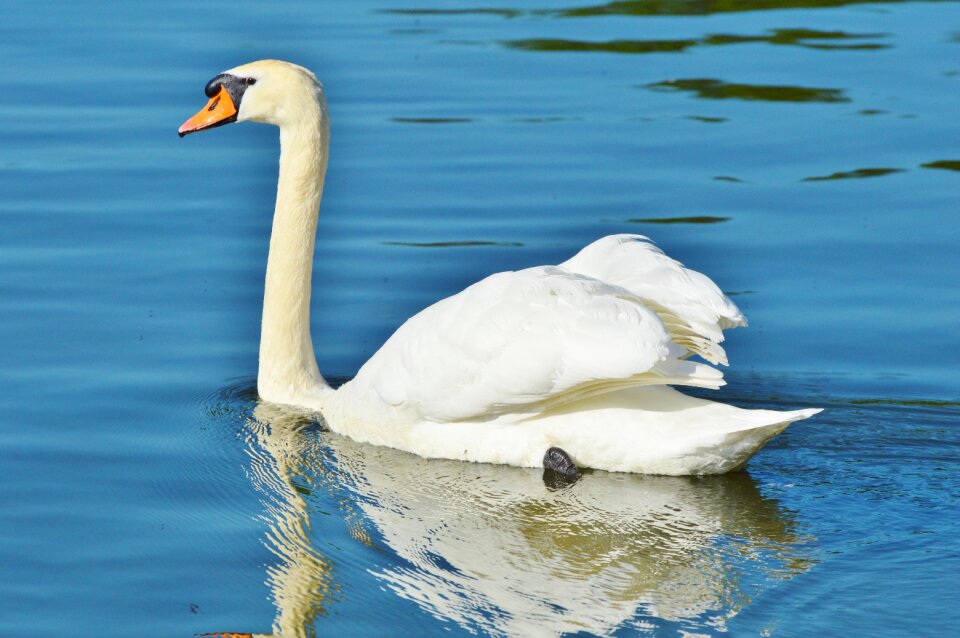 Animal white schwimmvogel