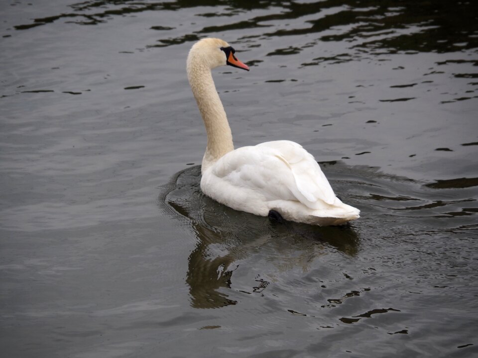 Nature water schwimmvogel