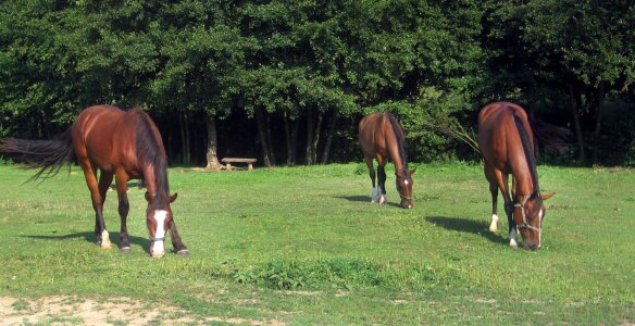 Meadow forest pasha