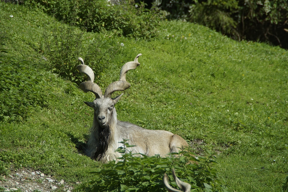 Concerns cozy horns