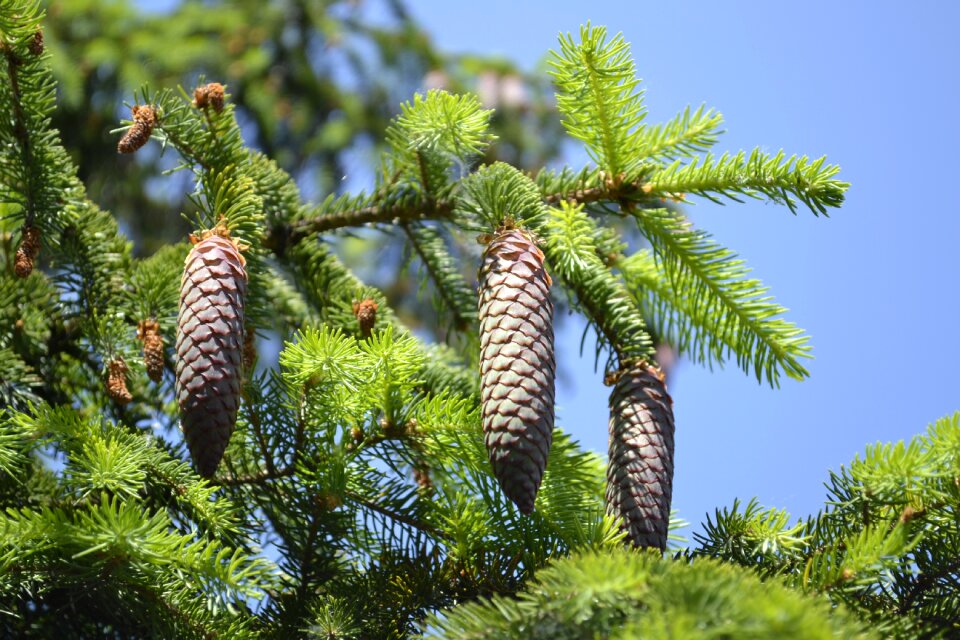 Cone fenyőág green