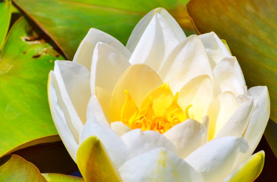 Water rose nuphar lutea pond plant