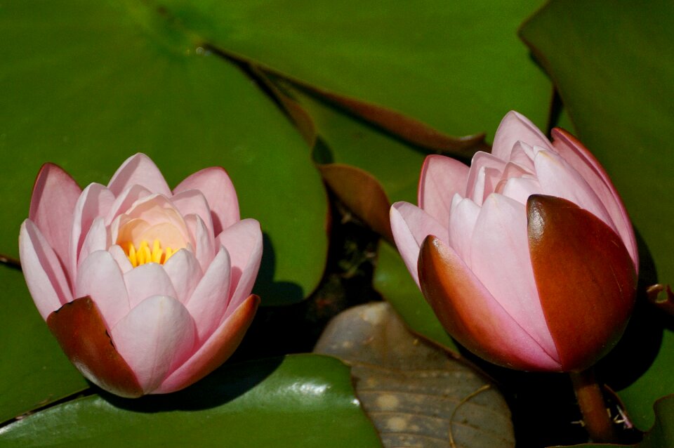 Pink water lily blossom bloom