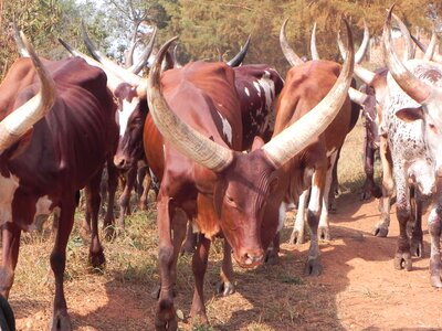 Uganda cattle photo
