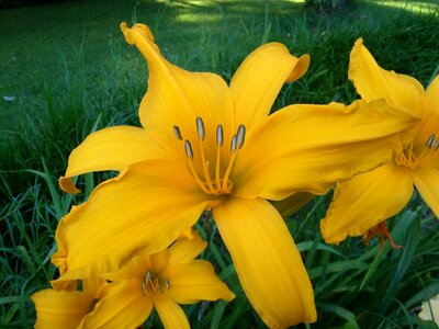 Blooming lilies photo