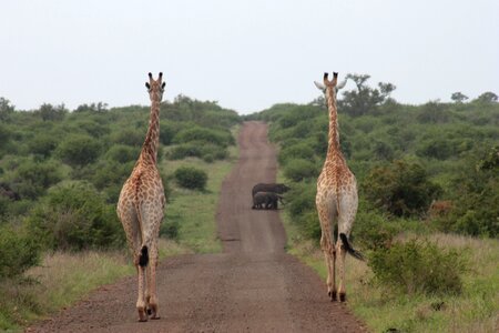 Safari wildlife south africa