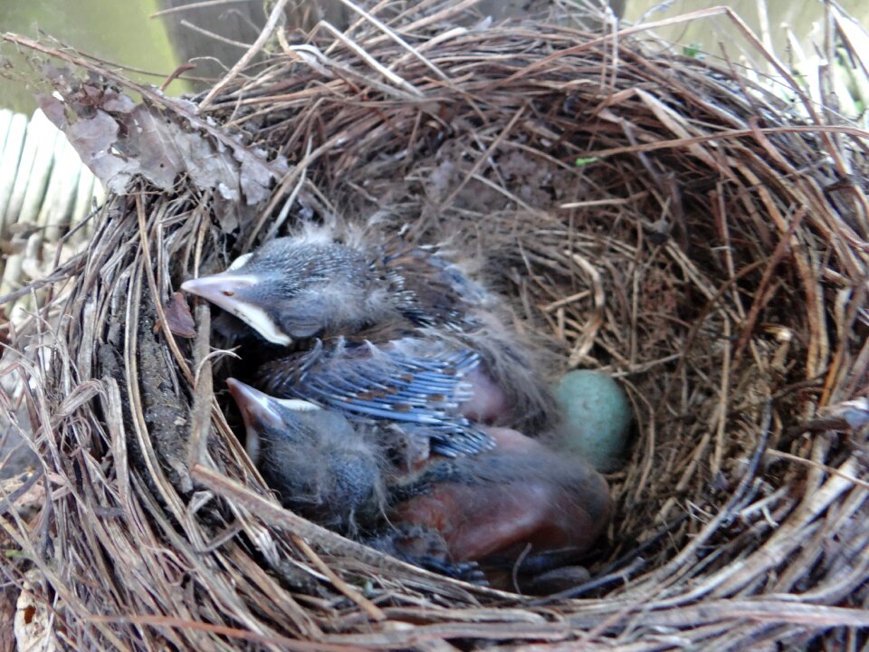 Nest birds nature
