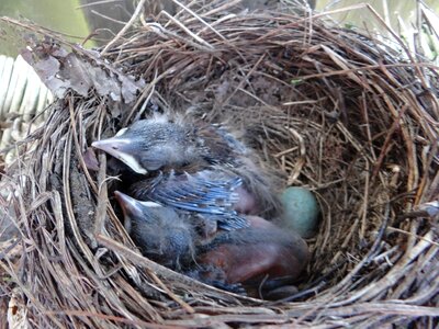 Nest birds nature