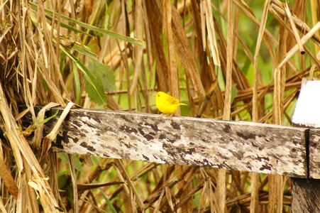 Finlandia quindio colombia photo