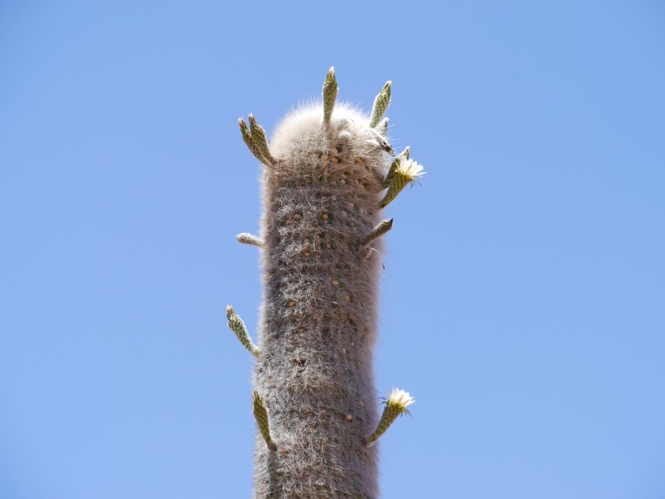 Thorns plant flora