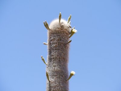 Thorns plant flora photo